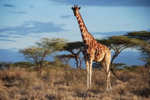 Top giraffe full hd wallpaper HD Download