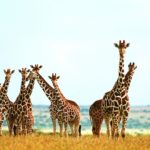 Download giraffe full hd wallpaper HD