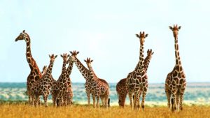 Download giraffe full hd wallpaper HD