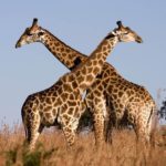 Download giraffe full hd wallpaper HD