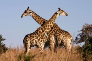 Download giraffe full hd wallpaper HD