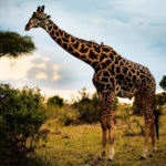 Top giraffe full hd wallpaper 4k Download