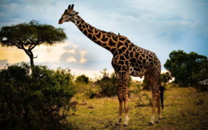 Top giraffe full hd wallpaper 4k Download