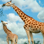 Top giraffe full hd wallpaper HD Download