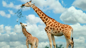 Top giraffe full hd wallpaper HD Download