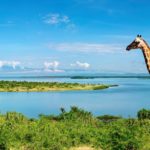 Top giraffe full hd wallpaper 4k Download