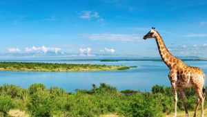 Top giraffe full hd wallpaper 4k Download