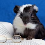 Top guinea pig background pictures 4k Download