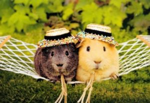 Download guinea pig background pictures HD