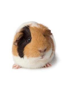 Top guinea pig background pictures HD Download