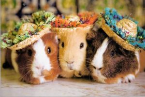 Download guinea pig background pictures HD