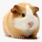 Top guinea pig background pictures free Download