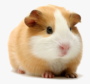 Top guinea pig background pictures free Download