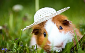 Top guinea pig background pictures HD Download