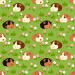 Top guinea pig background pictures Download