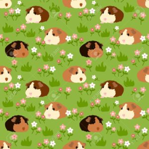 Top guinea pig background pictures Download