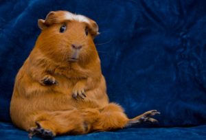 Download guinea pig background pictures HD