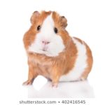 Top guinea pig background pictures 4k Download