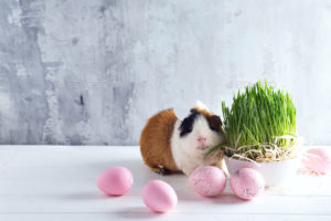 Download guinea pig background pictures HD