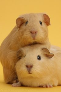 Top guinea pig background pictures HD Download