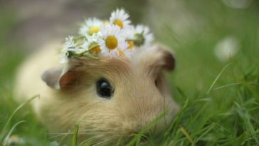 Download guinea pig background pictures HD