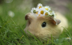 Download guinea pig background pictures HD