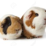 Top guinea pig background pictures free Download