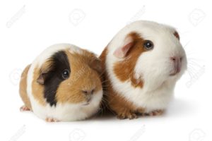 Top guinea pig background pictures free Download