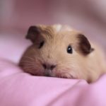 Download guinea pig background pictures HD