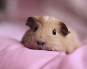 Download guinea pig background pictures HD