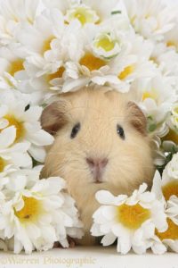 Top guinea pig background pictures 4k Download