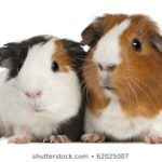 Top guinea pig background pictures HD Download