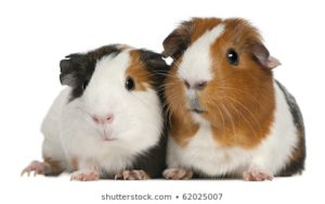 Top guinea pig background pictures HD Download