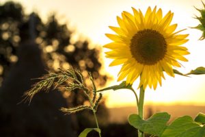 Top high resolution sunflower background 4k Download