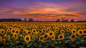 Download high resolution sunflower background HD