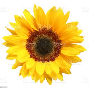 Top high resolution sunflower background HD Download