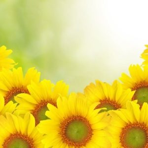 Top high resolution sunflower background free Download