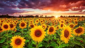 Download high resolution sunflower background HD