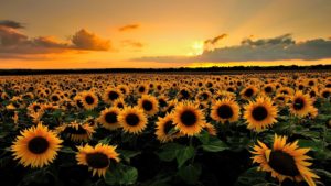 Top high resolution sunflower background Download