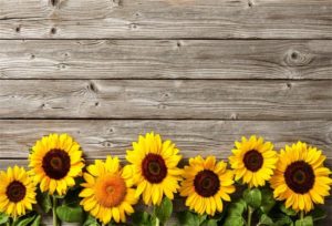 Top high resolution sunflower background free Download