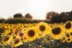 Download high resolution sunflower background HD