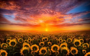 Top high resolution sunflower background 4k Download