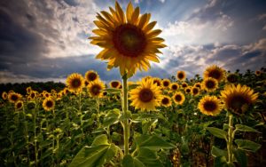 Top high resolution sunflower background HD Download