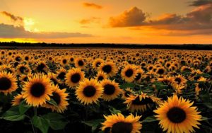 Top high resolution sunflower background 4k Download