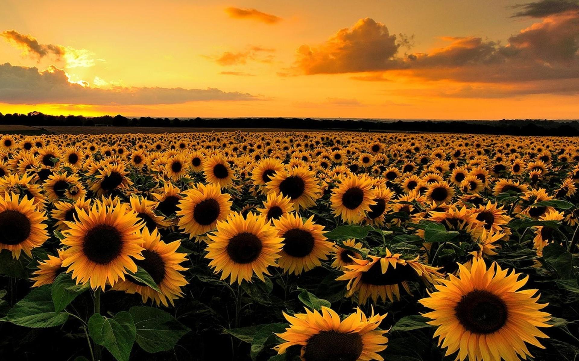 Download High Resolution Sunflower Background Hd Wallpapers Book