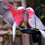 Top love birds hd wallpapers free download 4k Download