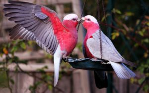 Top love birds hd wallpapers free download 4k Download