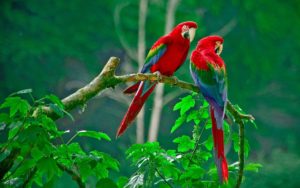 Top love birds hd wallpapers free download Download