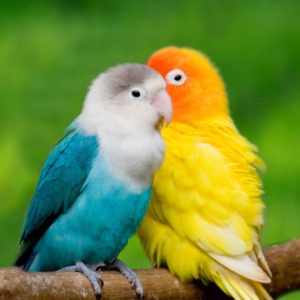 Download love birds hd wallpapers free download HD