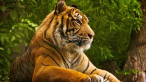 Top nature animal wallpaper 4k Download